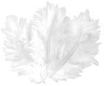 Plumes blanches 10 cm x 50 pcs